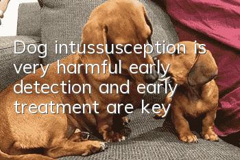 Dog intussusception is very harmful, early detection and early treatment are key!