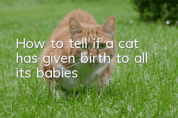 How to tell if a cat has given birth to all its babies