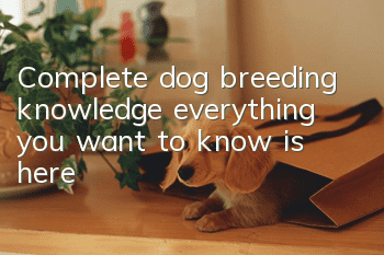 Complete dog breeding knowledge, everything you want to know is here!