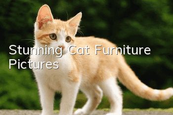 Stunning Cat Furniture Pictures