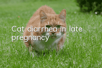 Cat diarrhea in late pregnancy