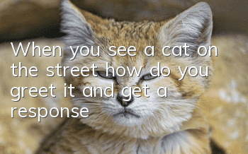 When you see a cat on the street, how do you greet it and get a response?