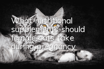 What nutritional supplements should female cats take during pregnancy?