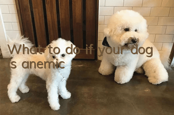 What to do if your dog is anemic