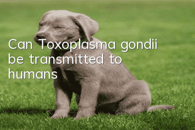 Can Toxoplasma gondii be transmitted to humans?