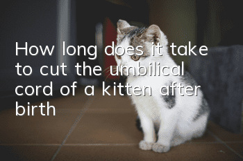 How long does it take to cut the umbilical cord of a kitten after birth?