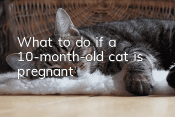 What to do if a 10-month-old cat is pregnant