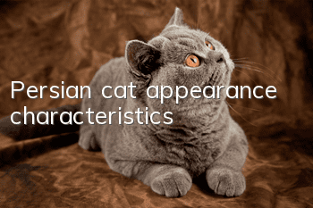 Persian cat appearance characteristics