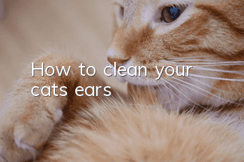 How to clean your cat’s ears