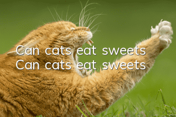 Can cats eat sweets? Can cats eat sweets?