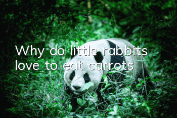 Why do little rabbits love to eat carrots?
