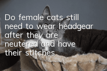 Do female cats still need to wear headgear after they are neutered and have their stitches removed?