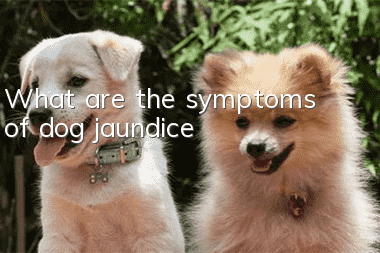 What are the symptoms of dog jaundice?