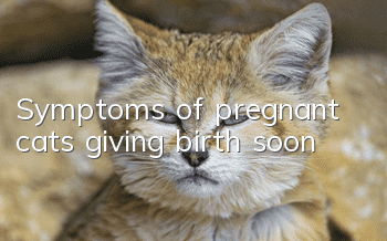 Symptoms of pregnant cats giving birth soon