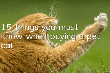 15 things you must know when buying a pet cat