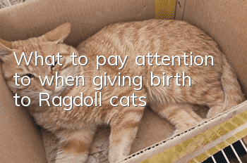 What to pay attention to when giving birth to Ragdoll cats