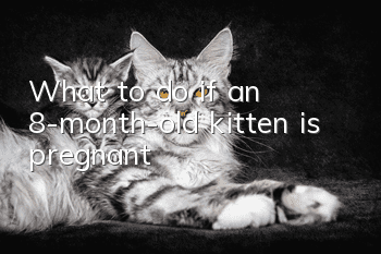 What to do if an 8-month-old kitten is pregnant