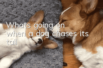 What's going on when a dog chases its tail?