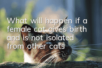 What will happen if a female cat gives birth and is not isolated from other cats?