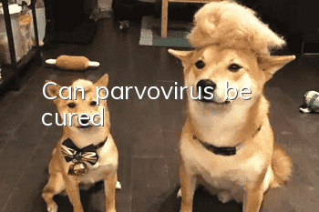 Can parvovirus be cured?