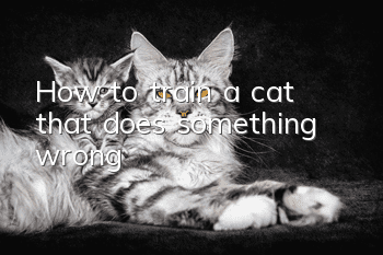How to train a cat that does something wrong