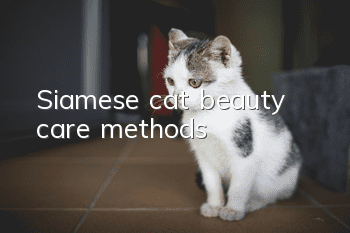 Siamese cat beauty care methods