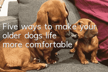 Five ways to make your older dog’s life more comfortable
