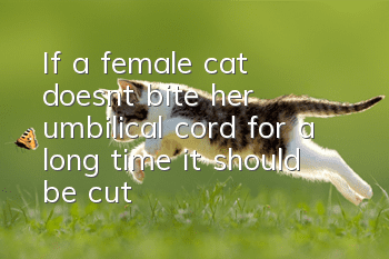 If a female cat doesn’t bite her umbilical cord for a long time, it should be cut