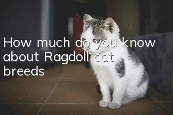 How much do you know about Ragdoll cat breeds?