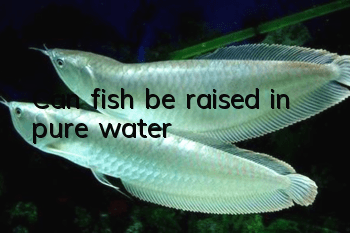 Can fish be raised in pure water?