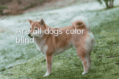 Are all dogs color blind?
