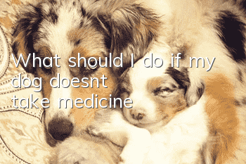 What should I do if my dog doesn’t take medicine?