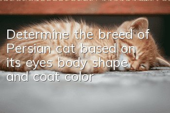 Determine the breed of Persian cat based on its eyes, body shape and coat color