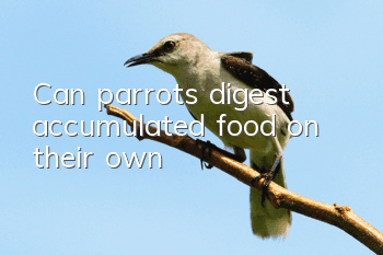 Can parrots digest accumulated food on their own?