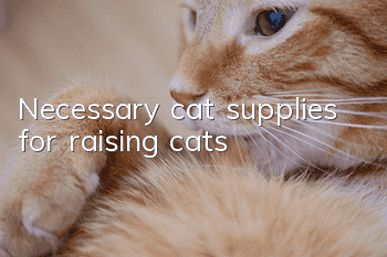 Necessary cat supplies for raising cats