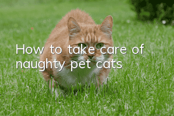How to take care of naughty pet cats?