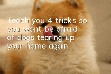 Teach you 4 tricks so you won’t be afraid of dogs tearing up your home again!