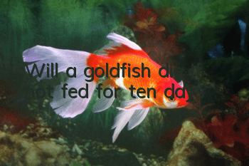 Will a goldfish die if not fed for ten days?