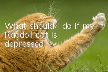 What should I do if my Ragdoll cat is depressed?