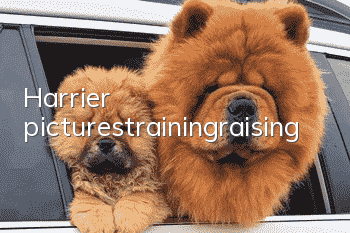 Harrier pictures_training_raising