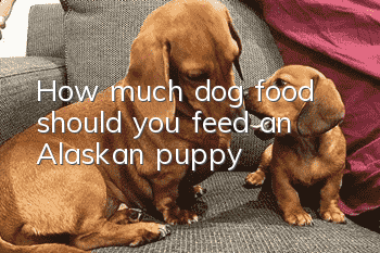 How much dog food should you feed an Alaskan puppy?