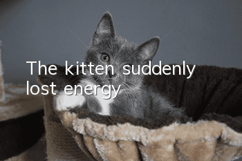 The kitten suddenly lost energy