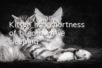 Kitten has shortness of breath while sleeping