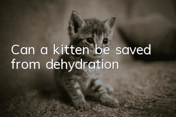 Can a kitten be saved from dehydration?