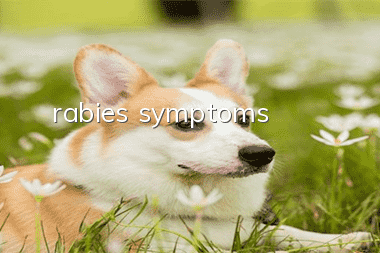 rabies symptoms