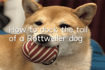 How to dock the tail of a Rottweiler dog?