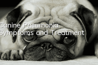 Canine Pneumonia Symptoms and Treatment