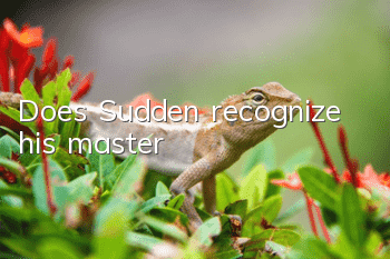 Does Sudden recognize his master?