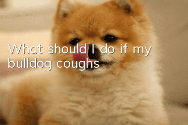 What should I do if my bulldog coughs?