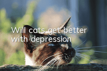 Will cats get better with depression?